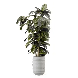 Indoor plants in rusty concrete pot